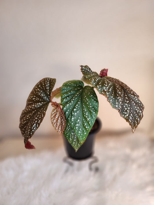 Begonia Corallina (Polka-Dot Angel Wing Begonia)