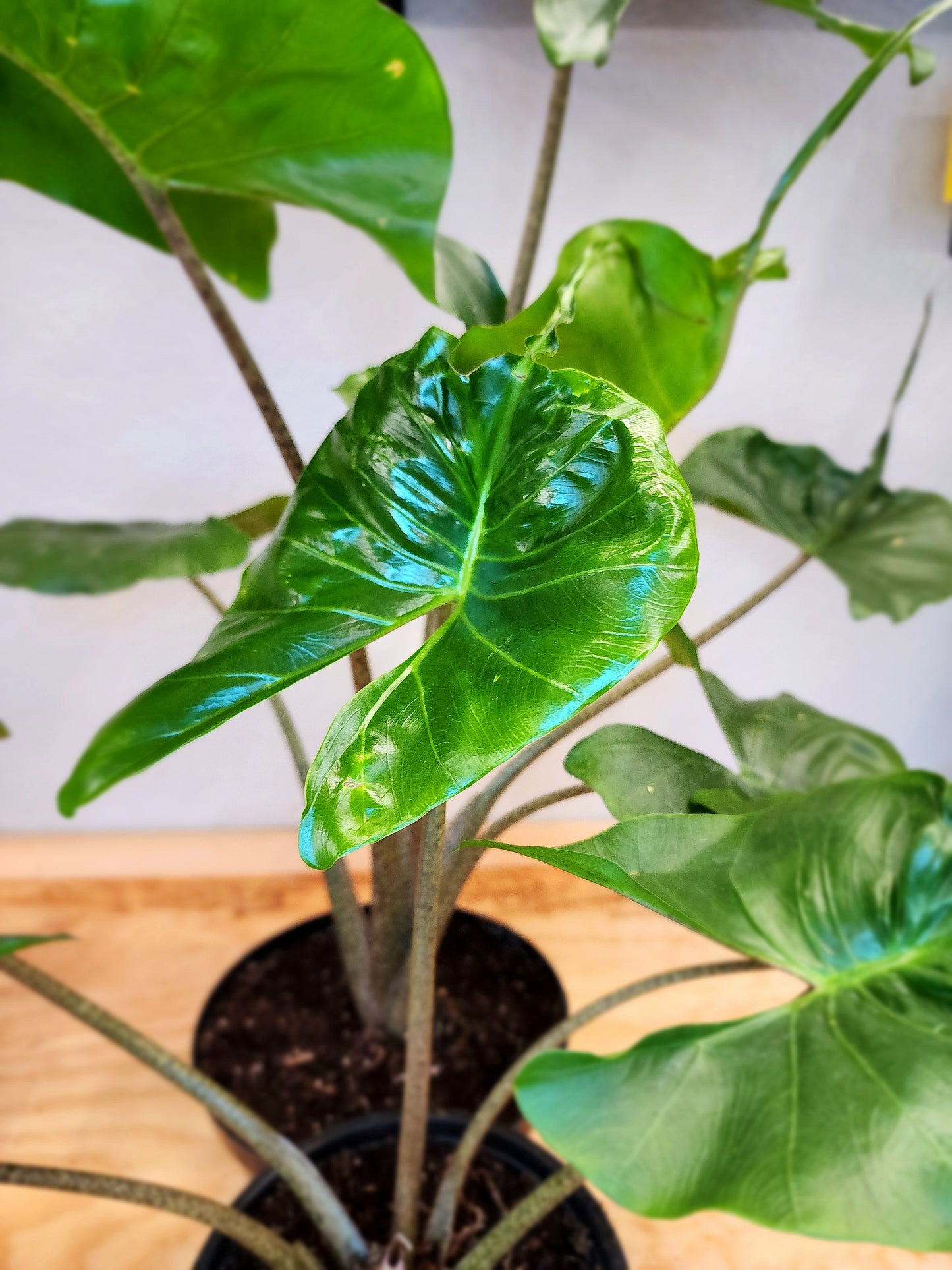 Alocasia Macrorrhizos (Alocasia Stingray)