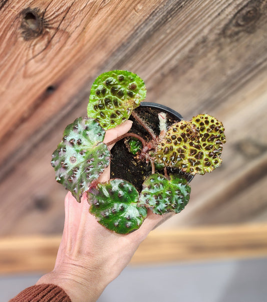 Begonia Ferox 'Fierce Begonia'