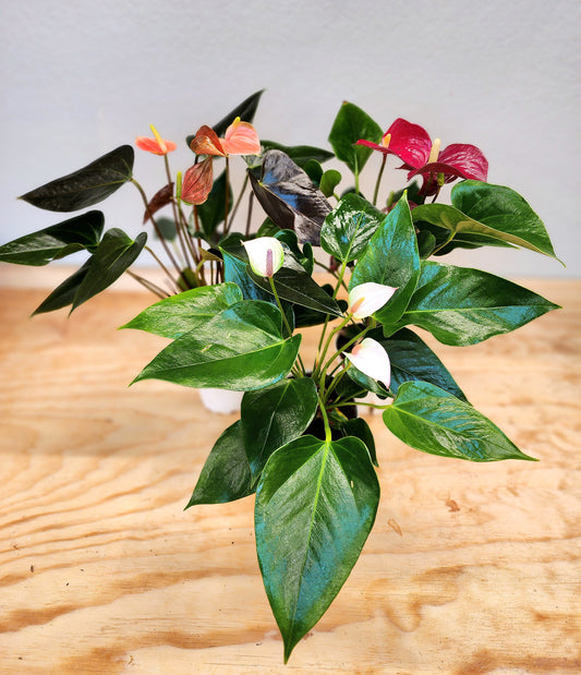 Anthurium Andraeanum (Flamingo Lily)