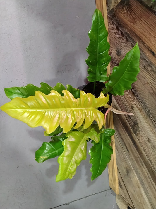 Philodendron Pinnatifidum X Melinonii (Golden Crocodile Philodendron)