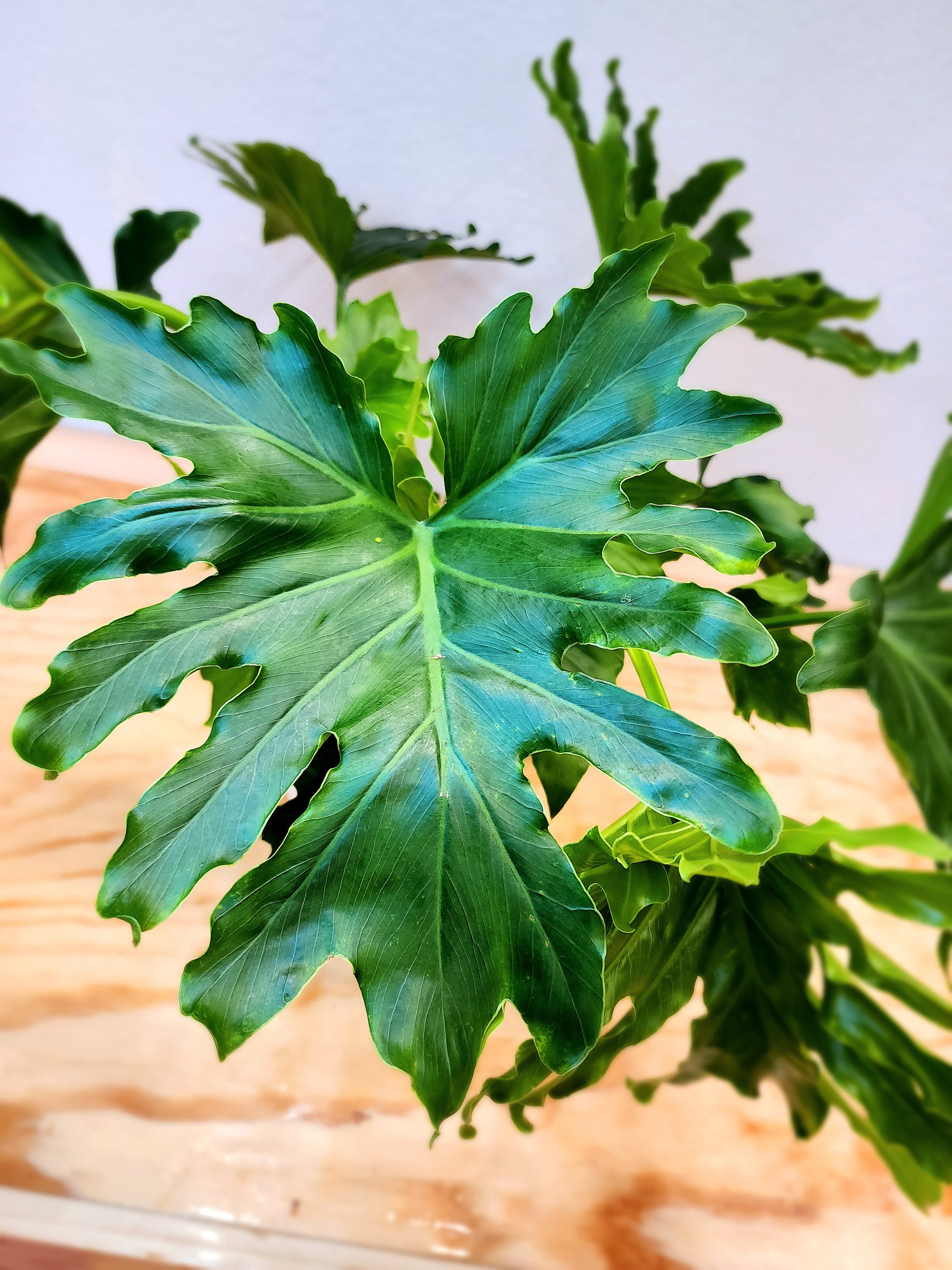 dubium philodendron Thaumatophyllum Bipinnatifidum (Tree Philodendron) – Nature's Gems