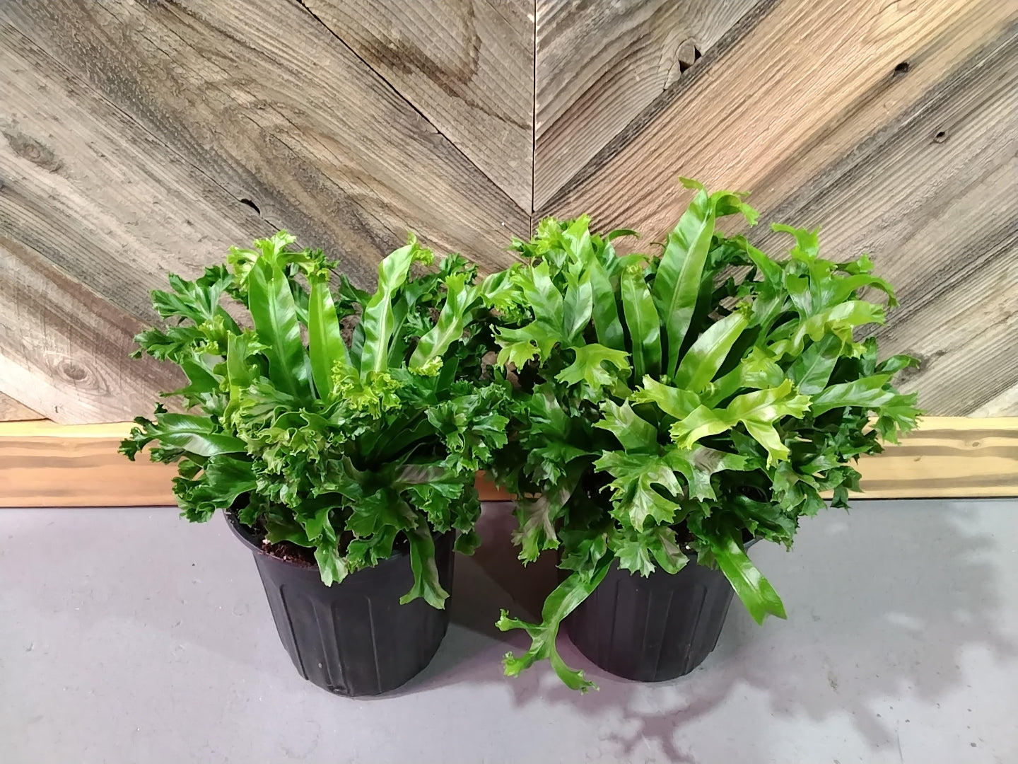 Asplenium Antiquum ' Leslie' ( Birds Nest Fern)