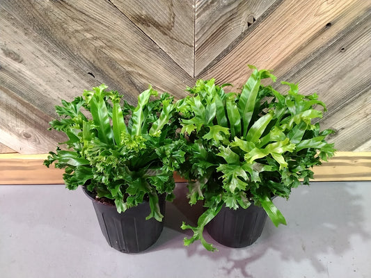 Asplenium Antiquum ' Leslie' ( Birds Nest Fern)