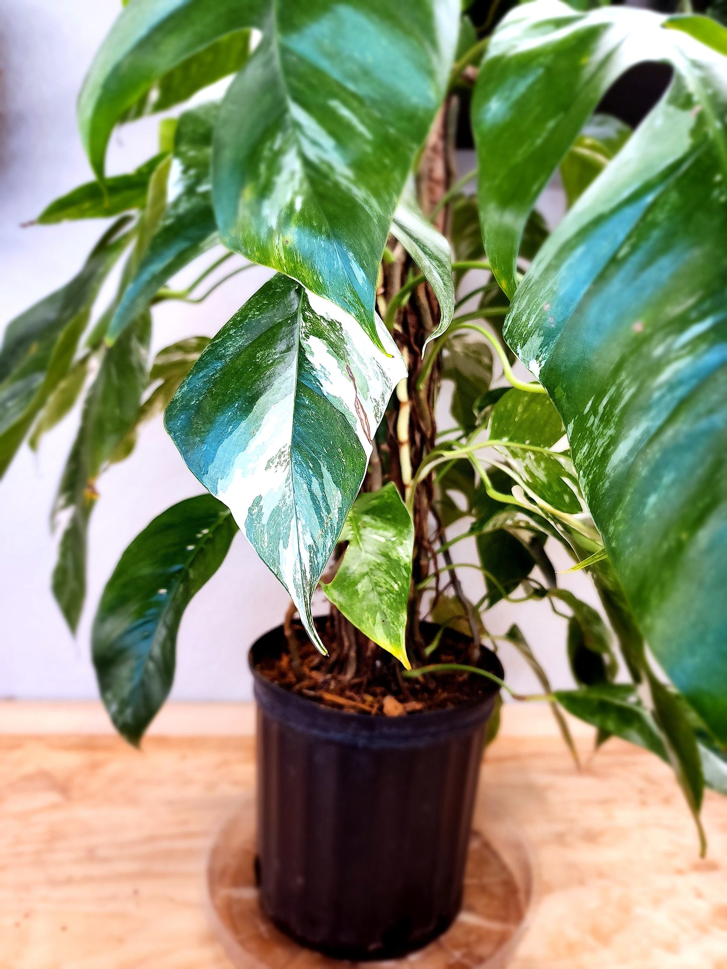 Epipremnum Pinnatum Albo Variegata (Variegated Dragon-Tail Plant)