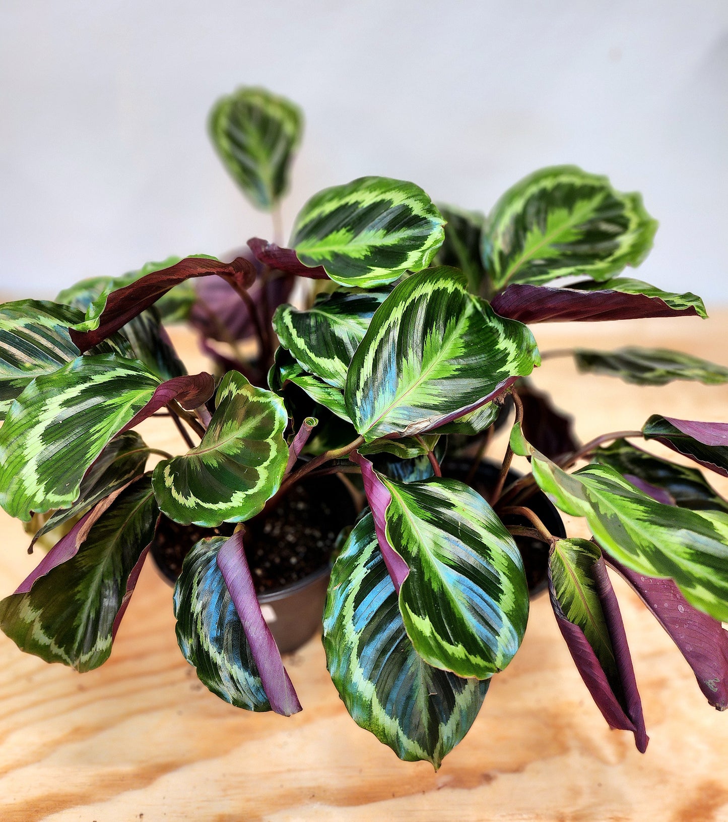 Goeppertia Veitchiana (Calathea Medallion)