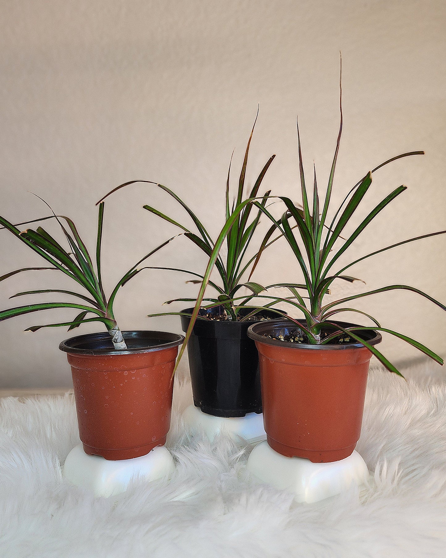 Dracaena Marginata (Magenta Dragon Tree)