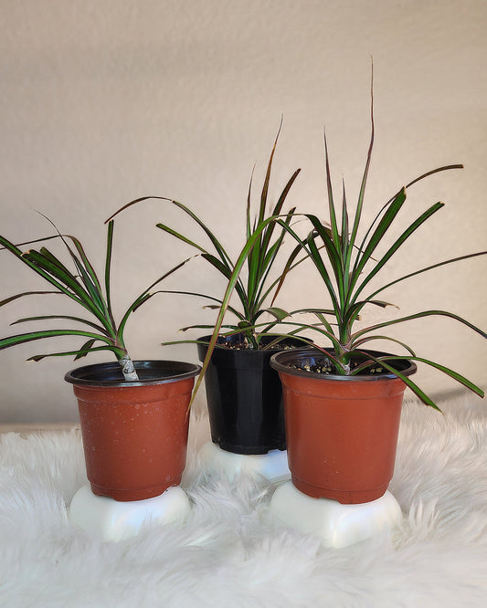 Dracaena Marginata (Magenta Dragon Tree)