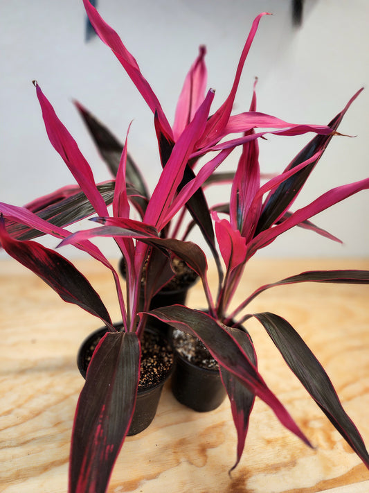 Cordyline Fruticosa (Ti Plant)