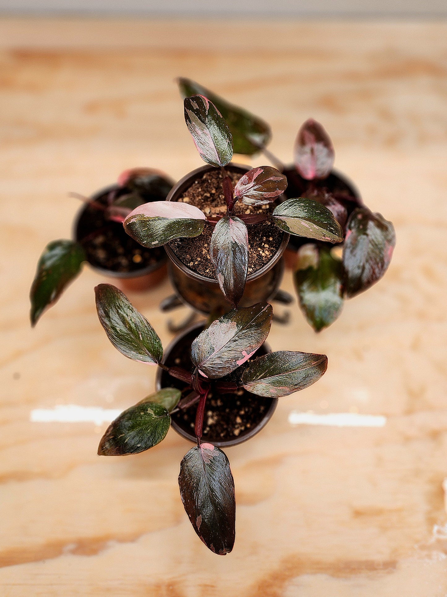 Philodendron Erubescens (PINK Princess)