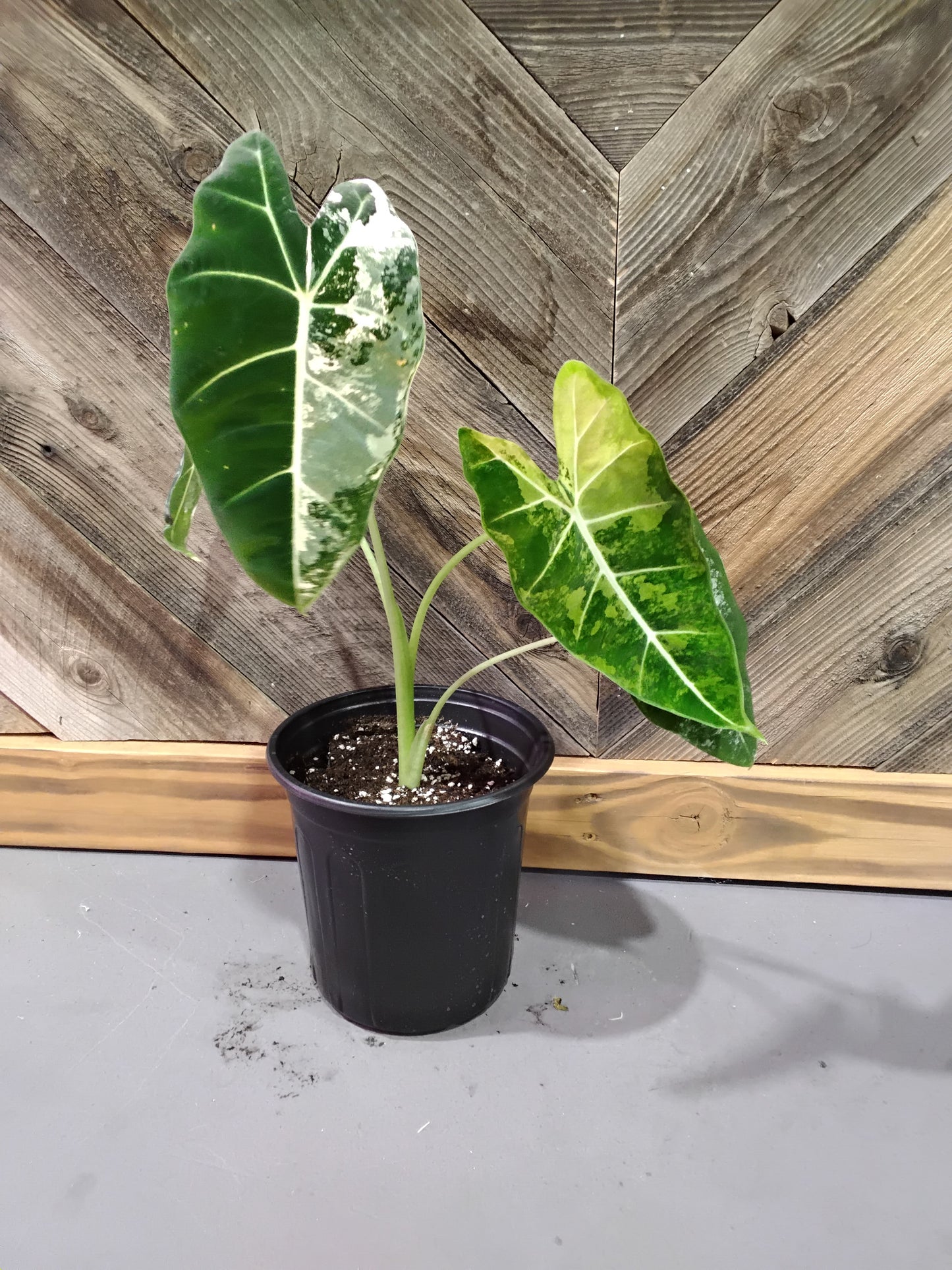 Alocasia Micholitziana 'Frydek' Variegata (Variegated Alocasia Frydek)