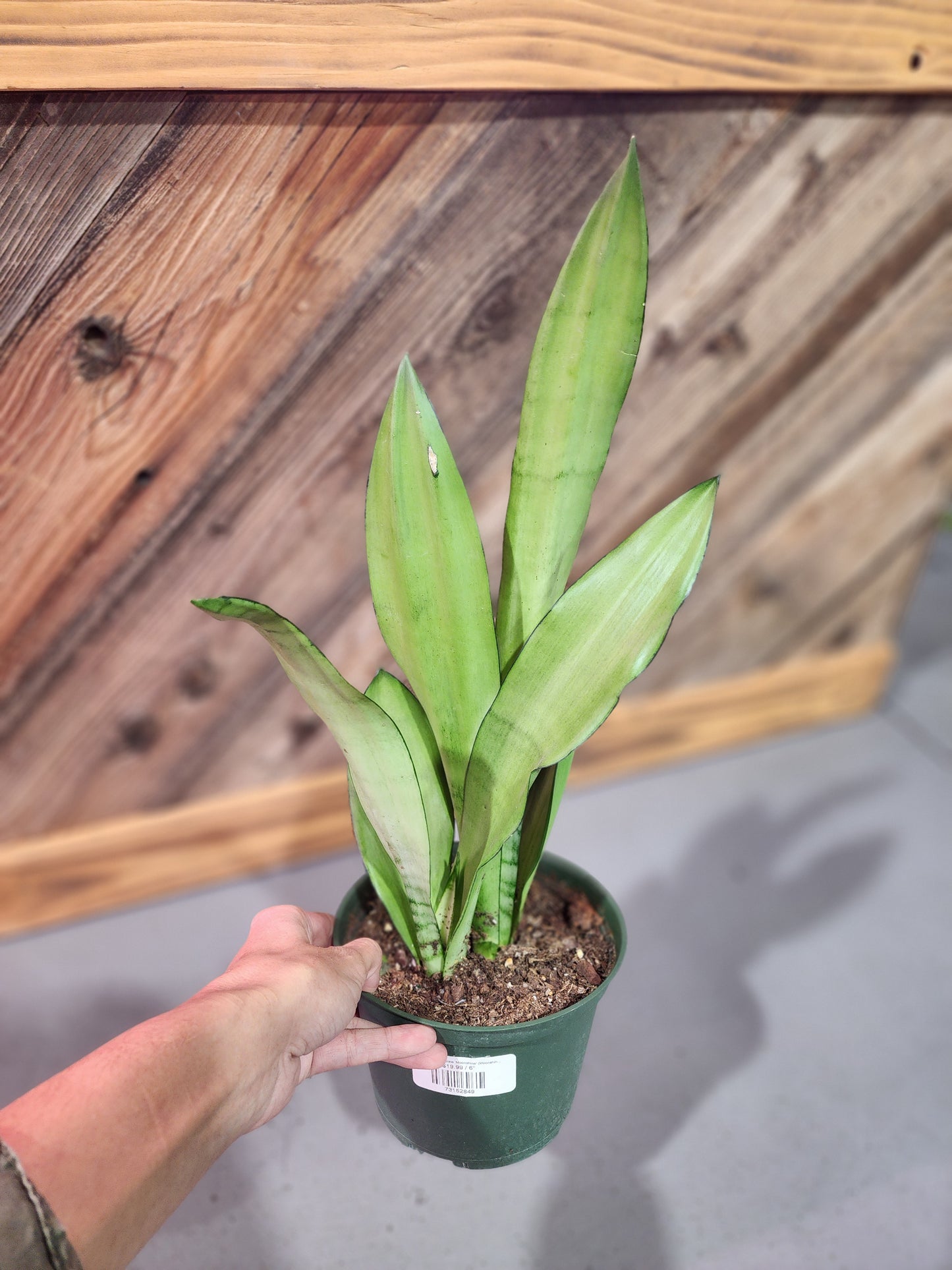 Dracaena Trifasciata 'Moonshine' (Moonshine Snake Plant)