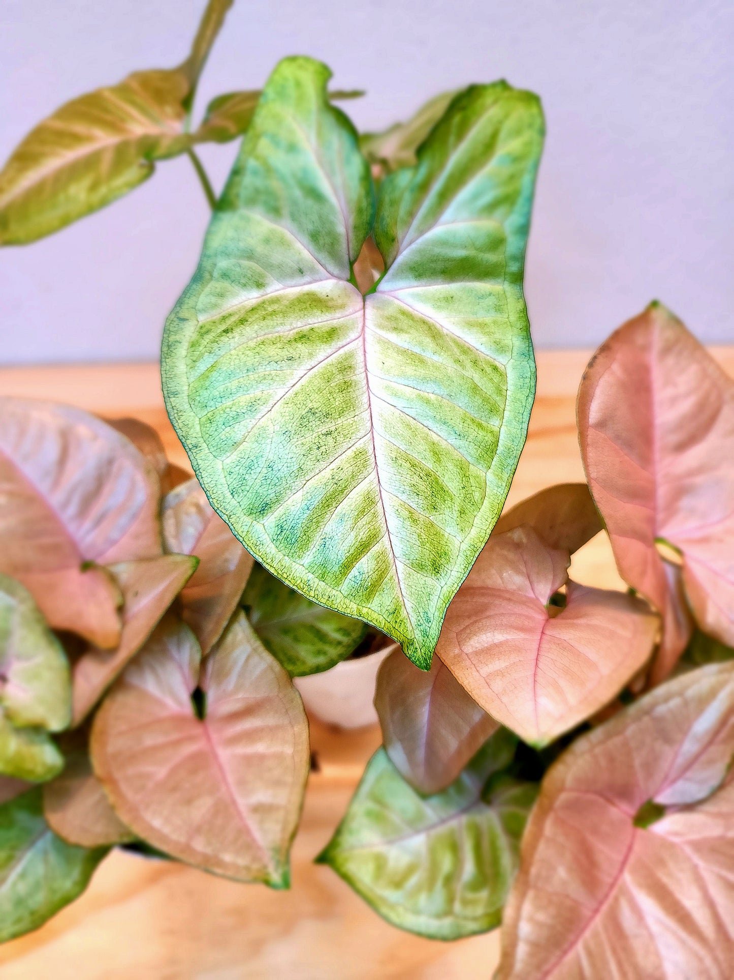 Syngonium Podophyllum/Neon Robusta (Pink Arrowhead Plant)