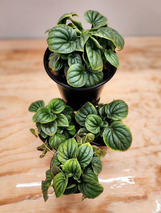 Peperomia Caperata 'Frost' (Pepperomia Frost)