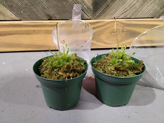 Drosera intermedia (Sundew plant)