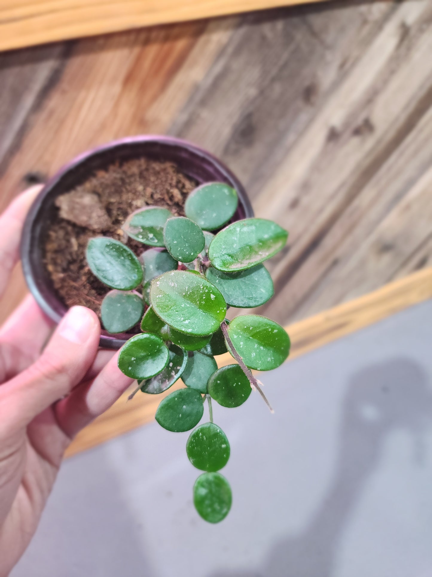 Hoya carnosa x Hoya serpens (Mathilde Splash Hoya)
