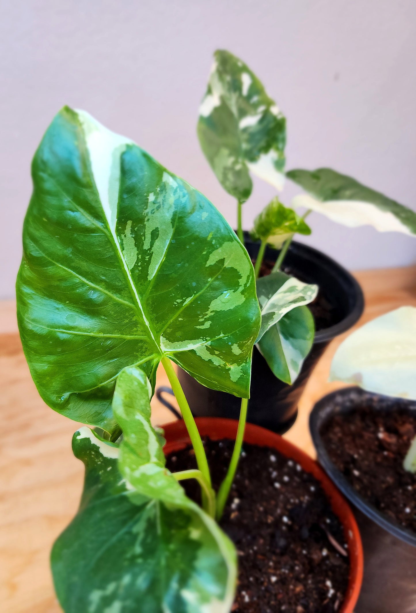 Alocasia Macrorrhiza Variegata (Variegated Elephant Ear Alocasia)