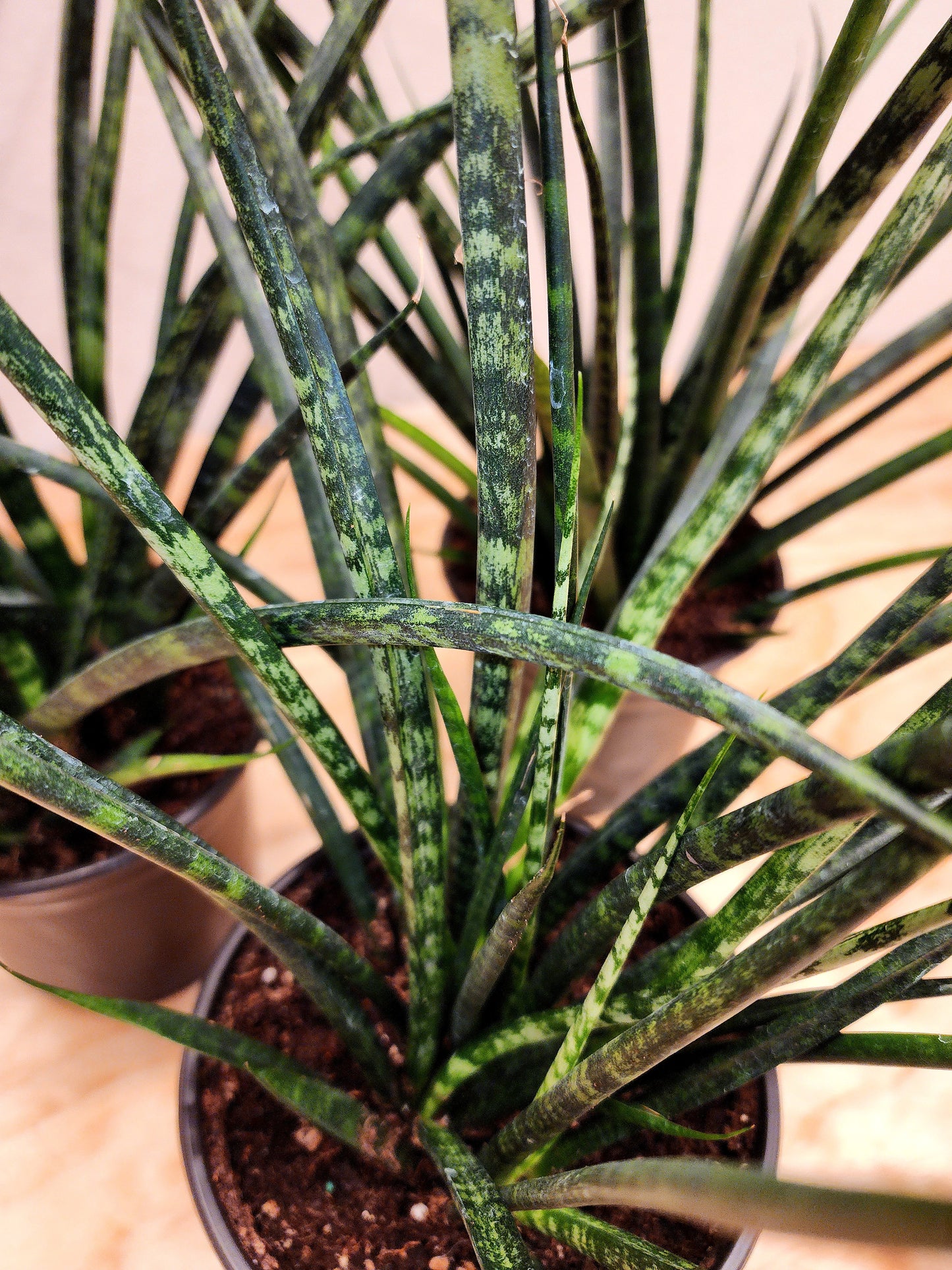 Sanseveria Fernwood Mikado (Fernwood Snake Plant)