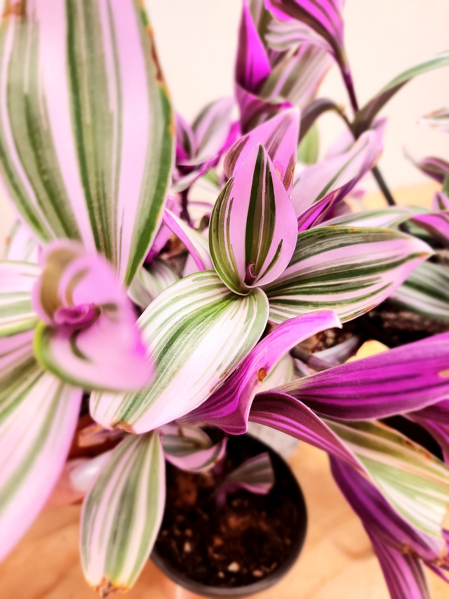 Tradescantia Fluminensis 'Lilac' (Lilac Wandering Dude)