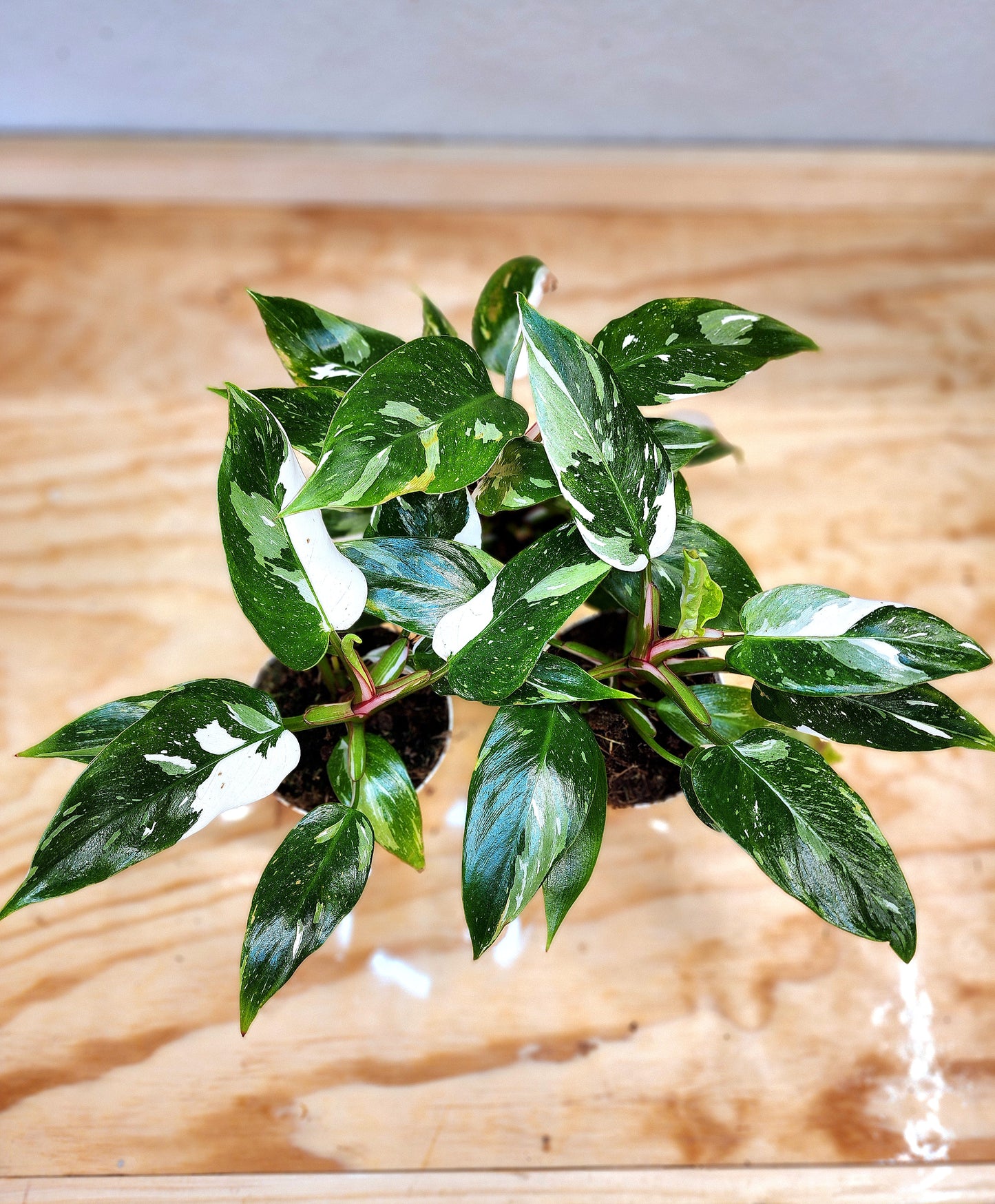 Philendron Erubescens (WHITE Princess)