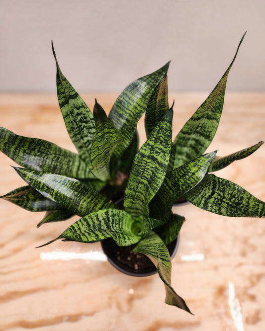 Sansevieria Trifasciata Robusta (Robusta Snake Plant)