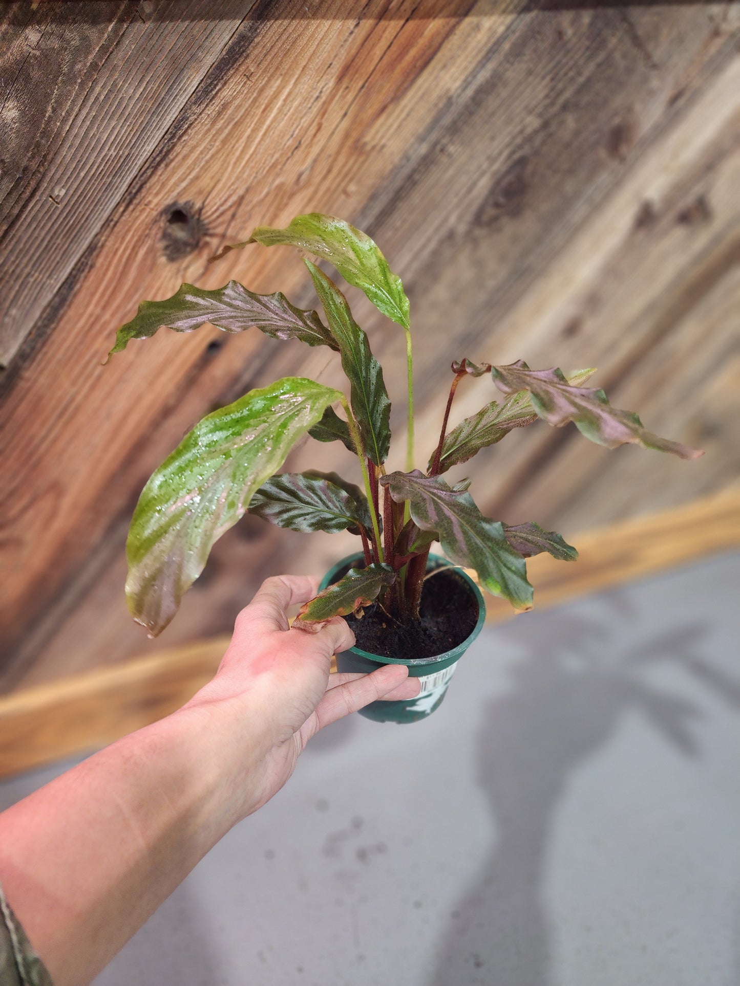 Calathea Rufibarba (Furry Feather Calathea)