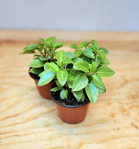 Peperomia Orba (Pixie Lime Peperomia)