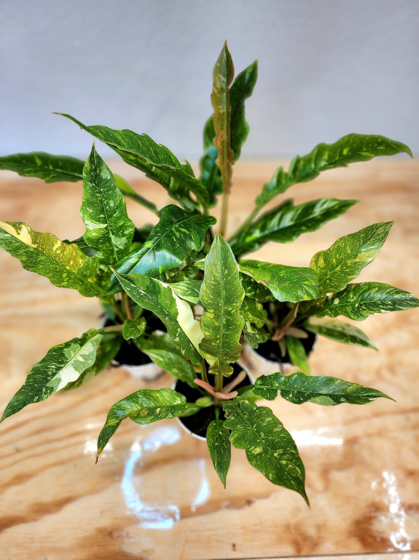 Philodendron Wendlandii x P. Tortum (Ring of Fire)