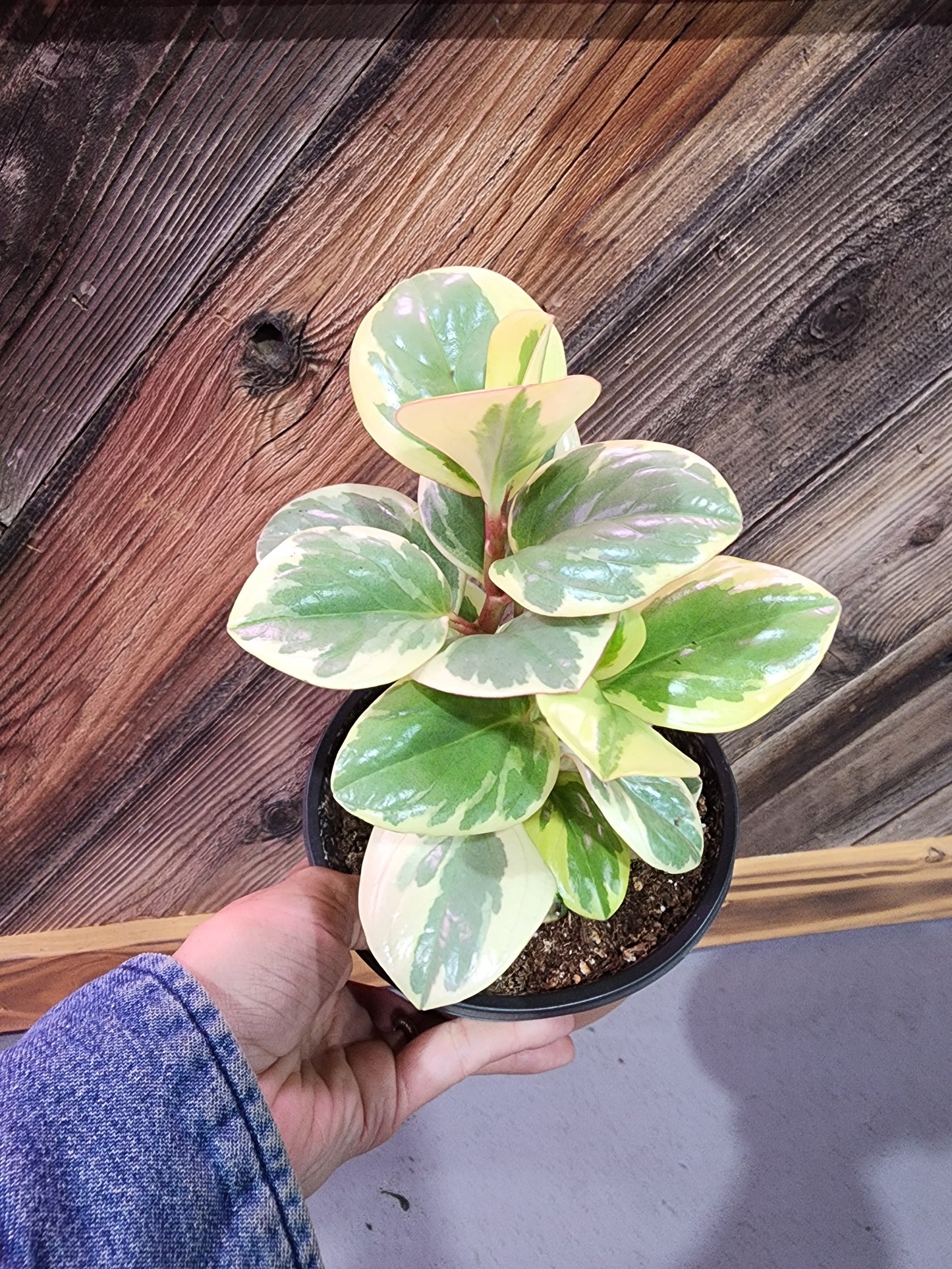 Peperomia Obtusifolia 'Variegata' (Variegated Peperomia)