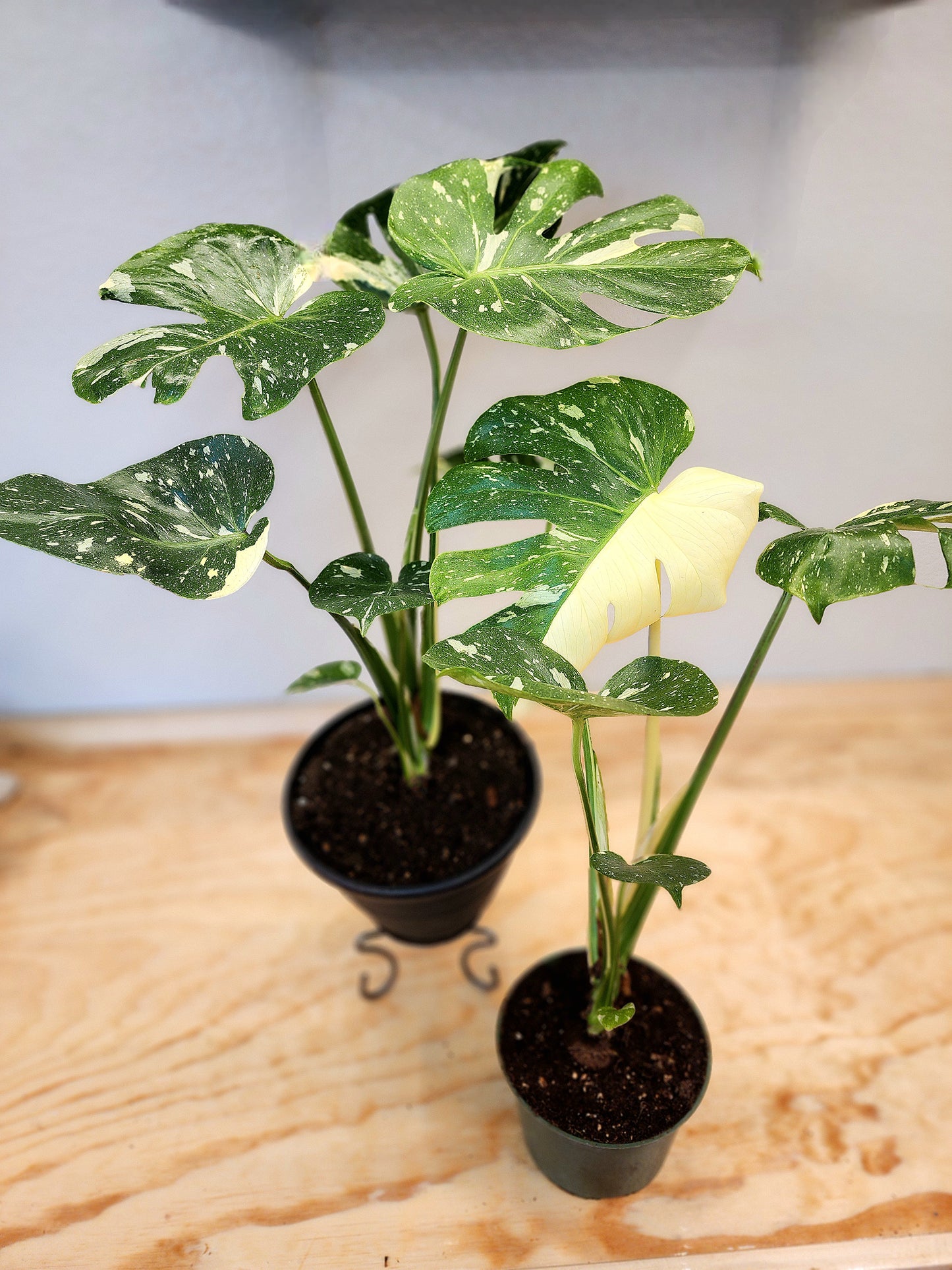 Monstera Deliciosa 'Thai Constellation' (Thai Con Monstera)