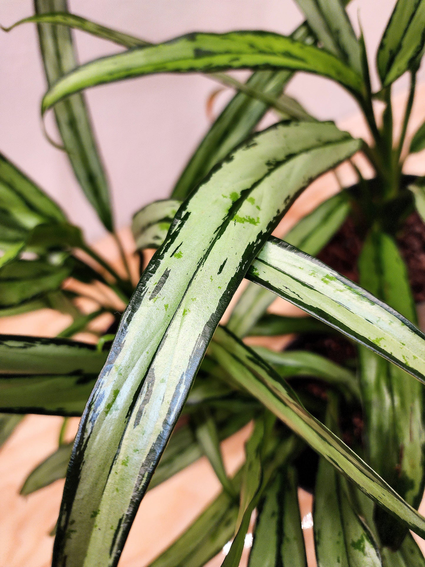 Aglaonema Cutlass (Chinese Evergreen)