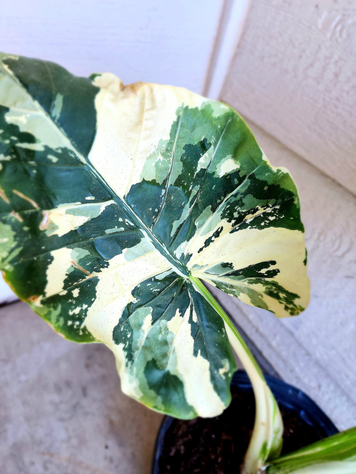 Alocasia Macrorrhiza Variegata (Variegated Elephant Ear Alocasia)