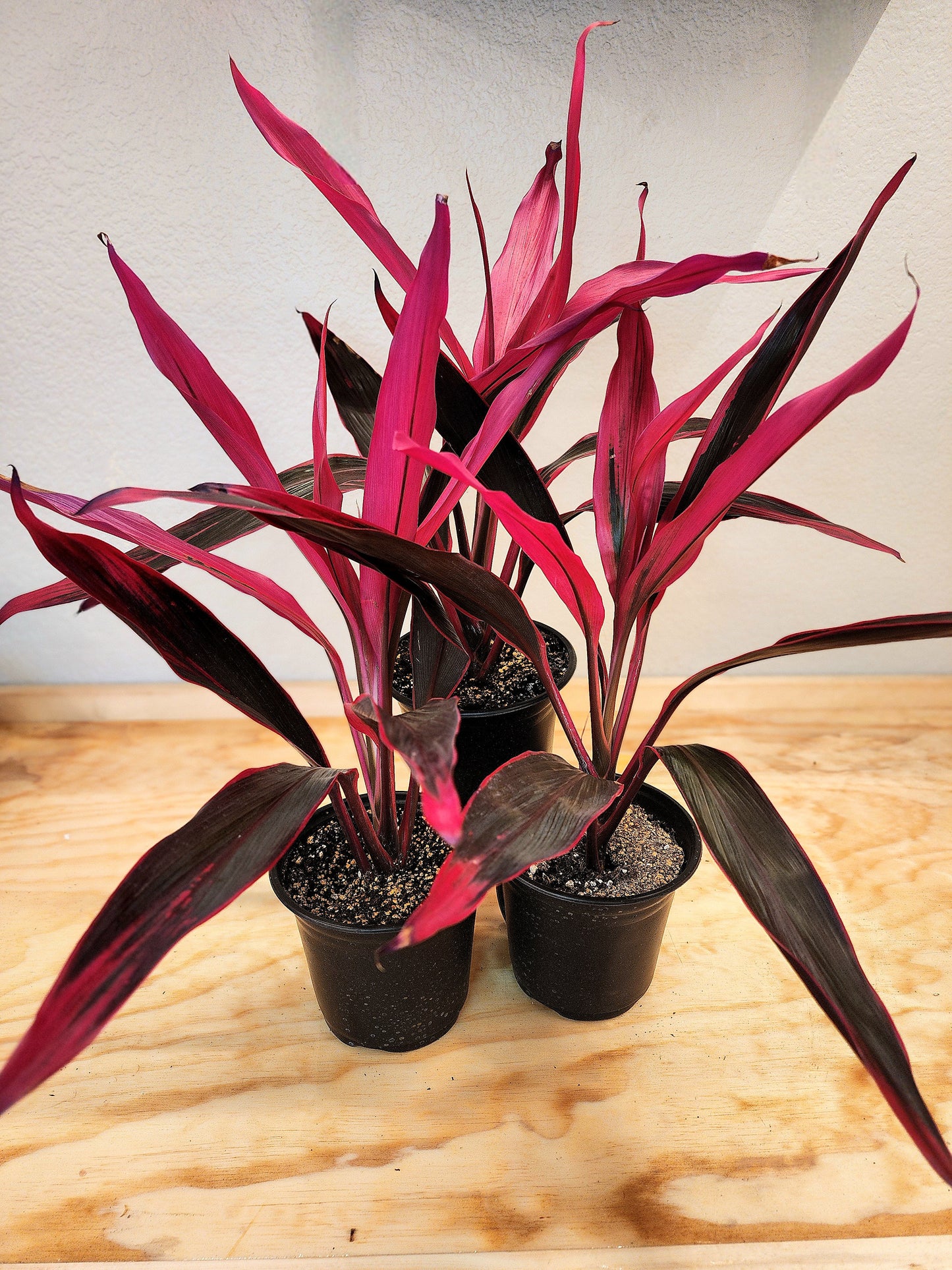 Cordyline Fruticosa (Ti Plant)