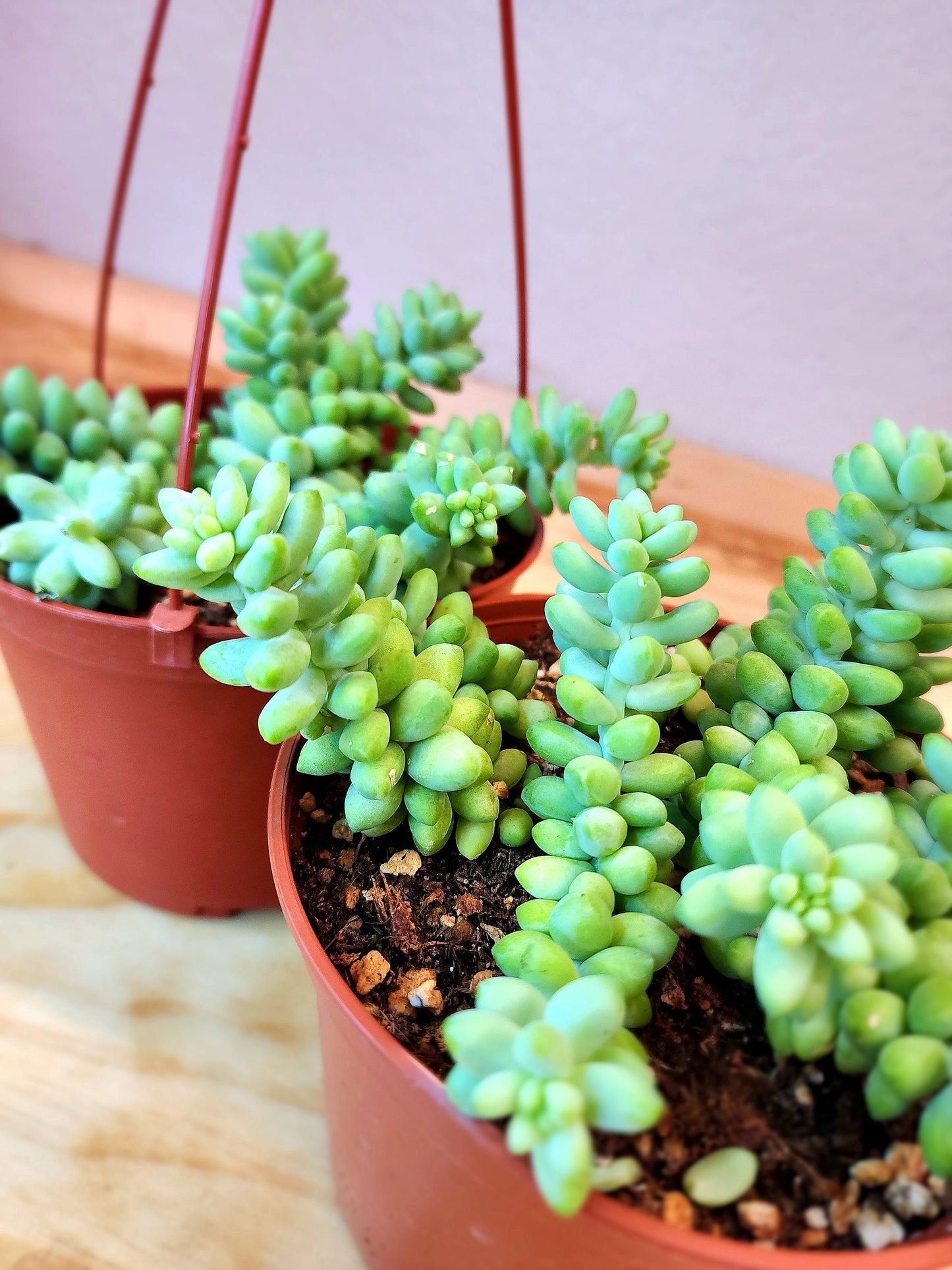 Sedum Sorganianum (Burros Tail Succulent)
