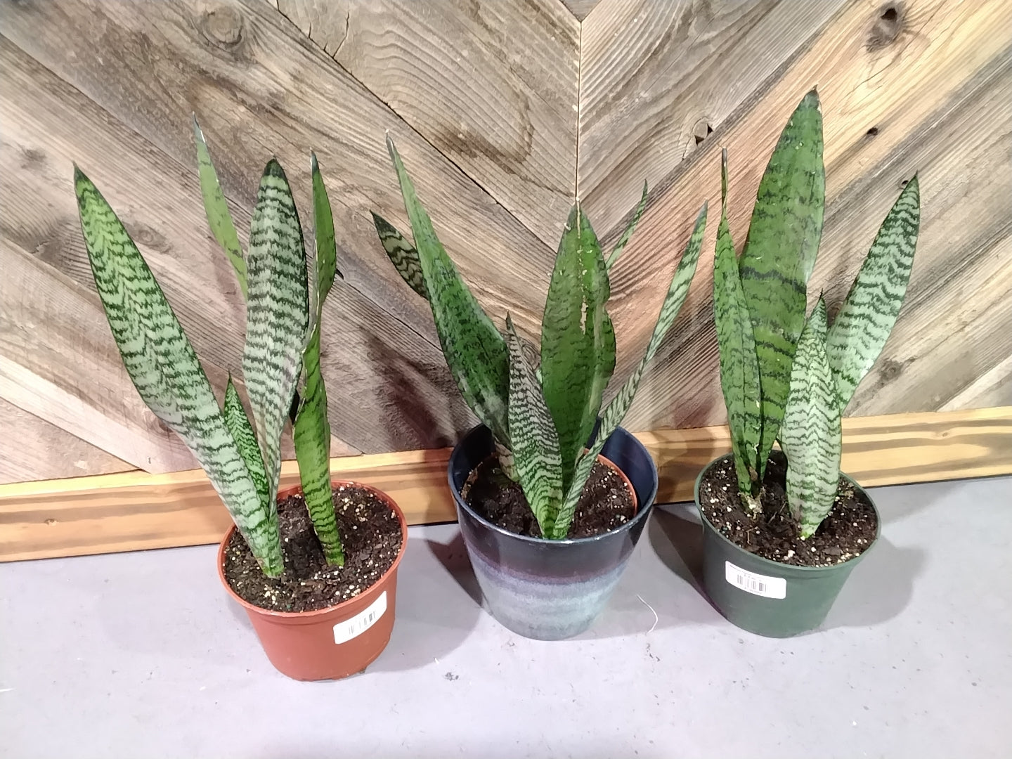 Sansevieria Trifasciata 'Futura Robusta' (Futura Robusta Snake Plant)