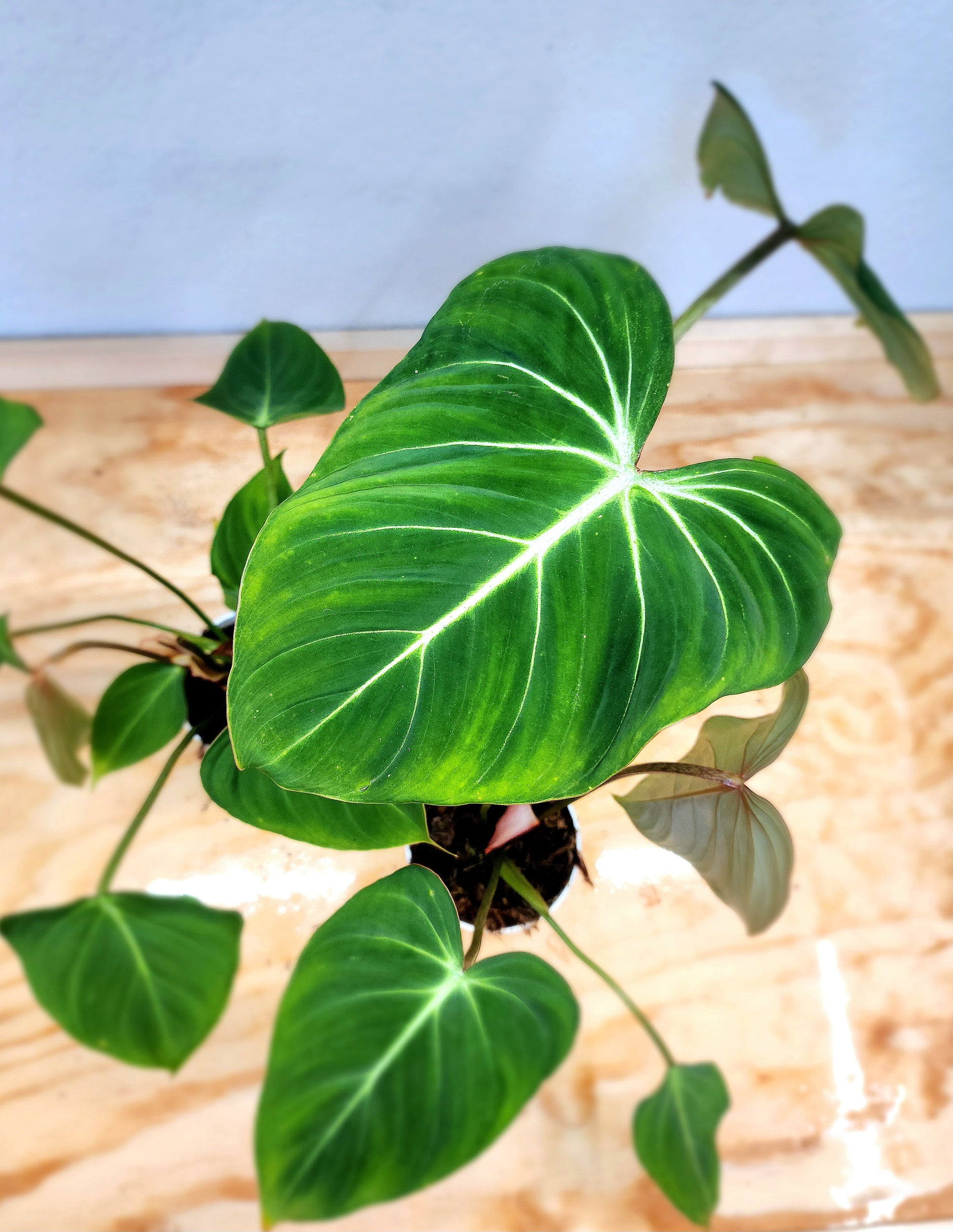 philodendron gloriosum moss pole Philodendron Gloriosum (Creeping Velvet Philodendron) – Nature's Gems