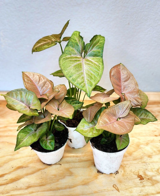 Syngonium Podophyllum/Neon Robusta (Pink Arrowhead Plant)