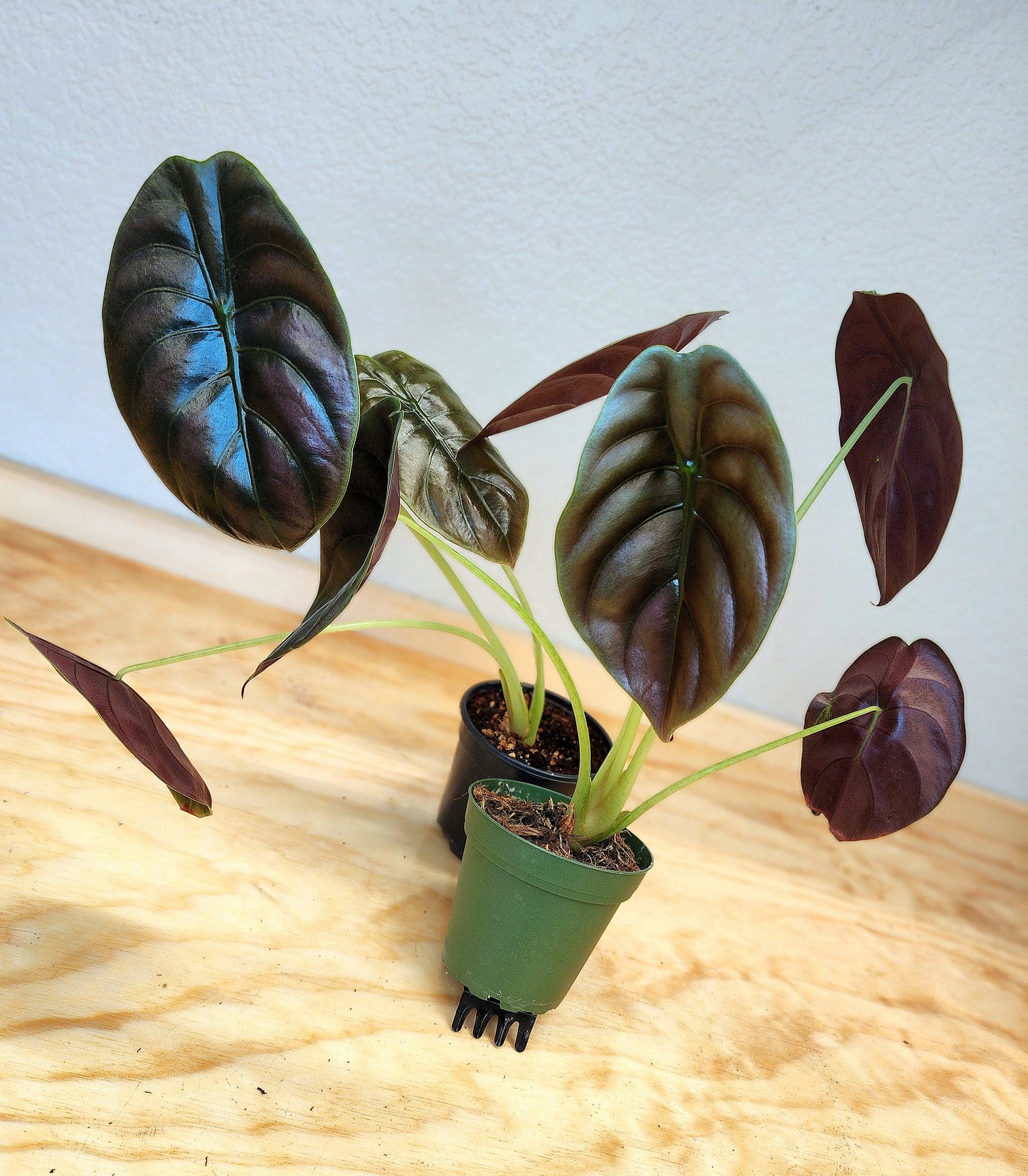 Alocasia Cupria