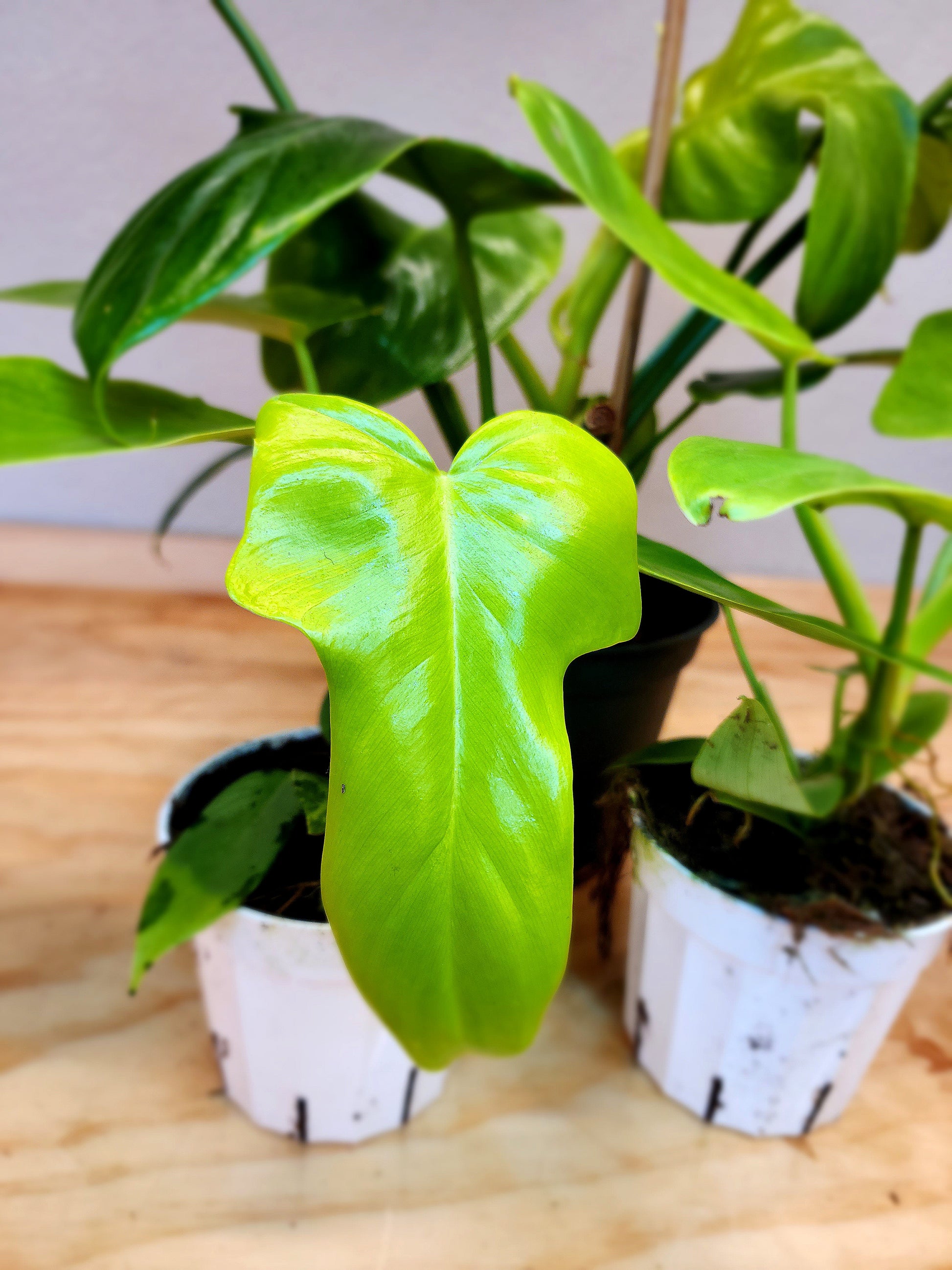 philodendron bipennifolium golden Philodendron Bipennifolium (Golden Violin Philodendron) – Nature's Gems