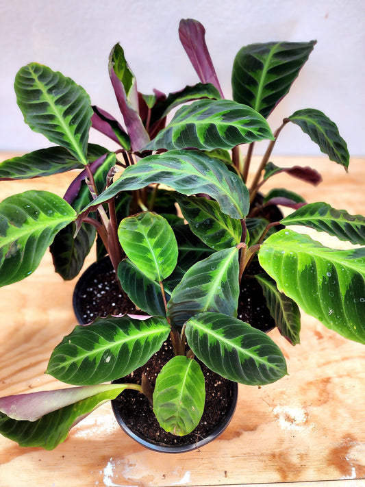 Goeppertia Warszewiczii (Calathea Jungle Velvet)
