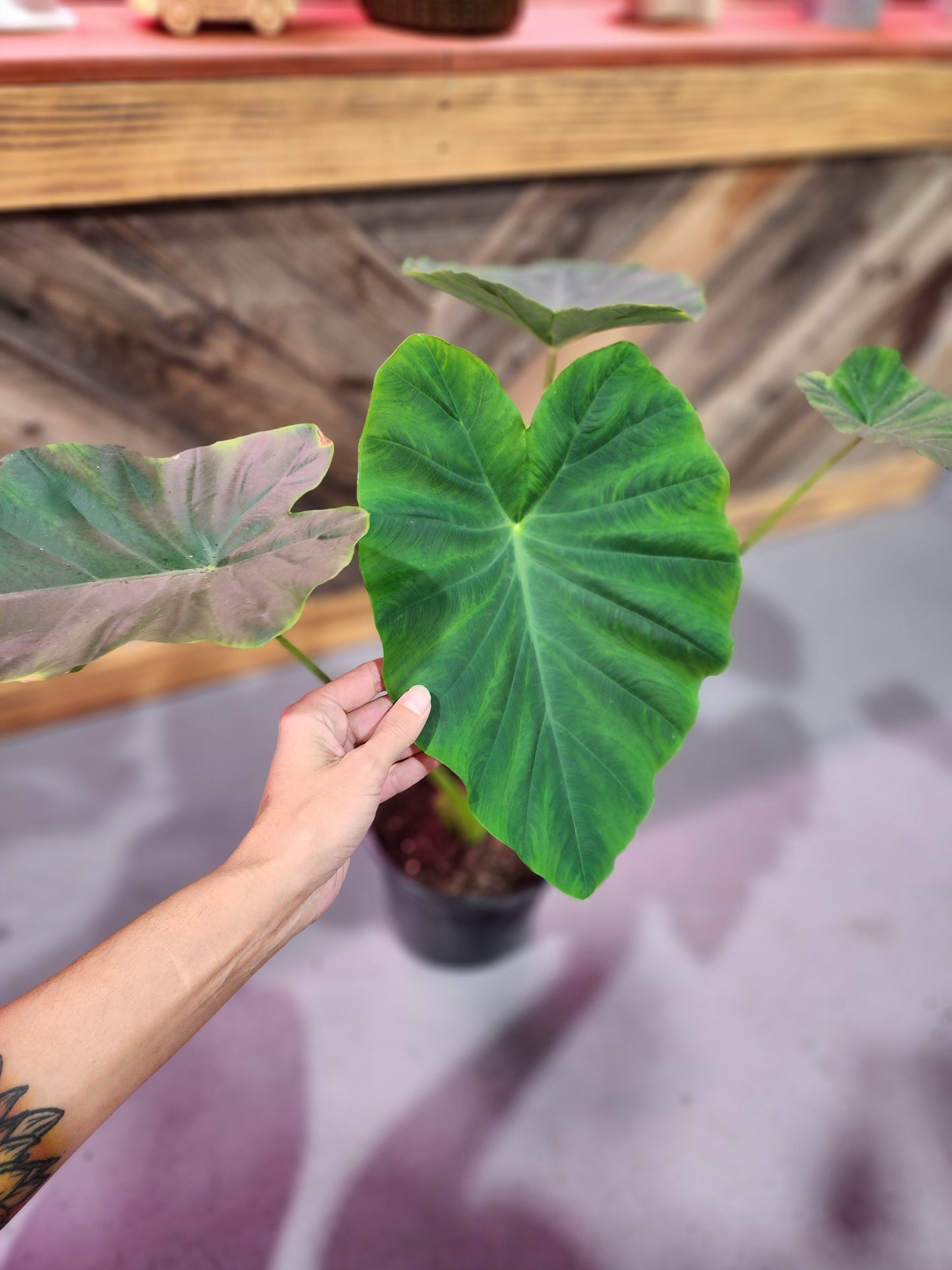 Alocasia Macrorrhizos (Elephant Ear Alocasia)