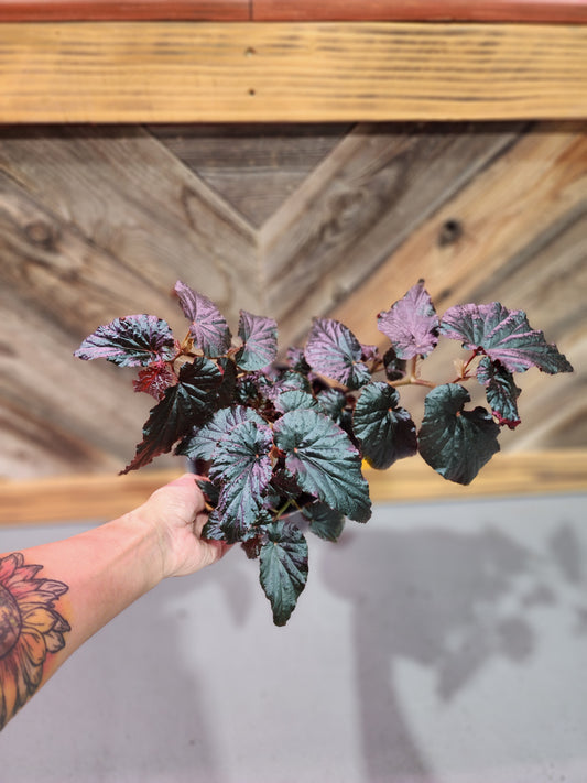 Begonia rex 'Black Magic' (Begonia Black Magic)