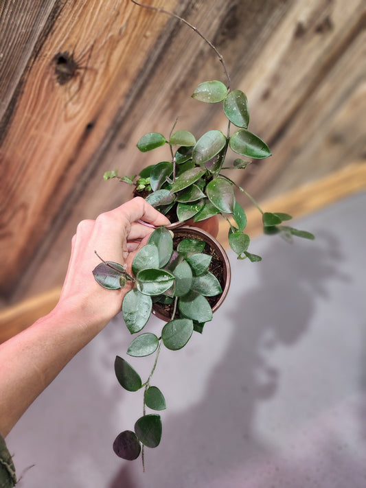 Hoya Carnosa (Chouke Hoya)
