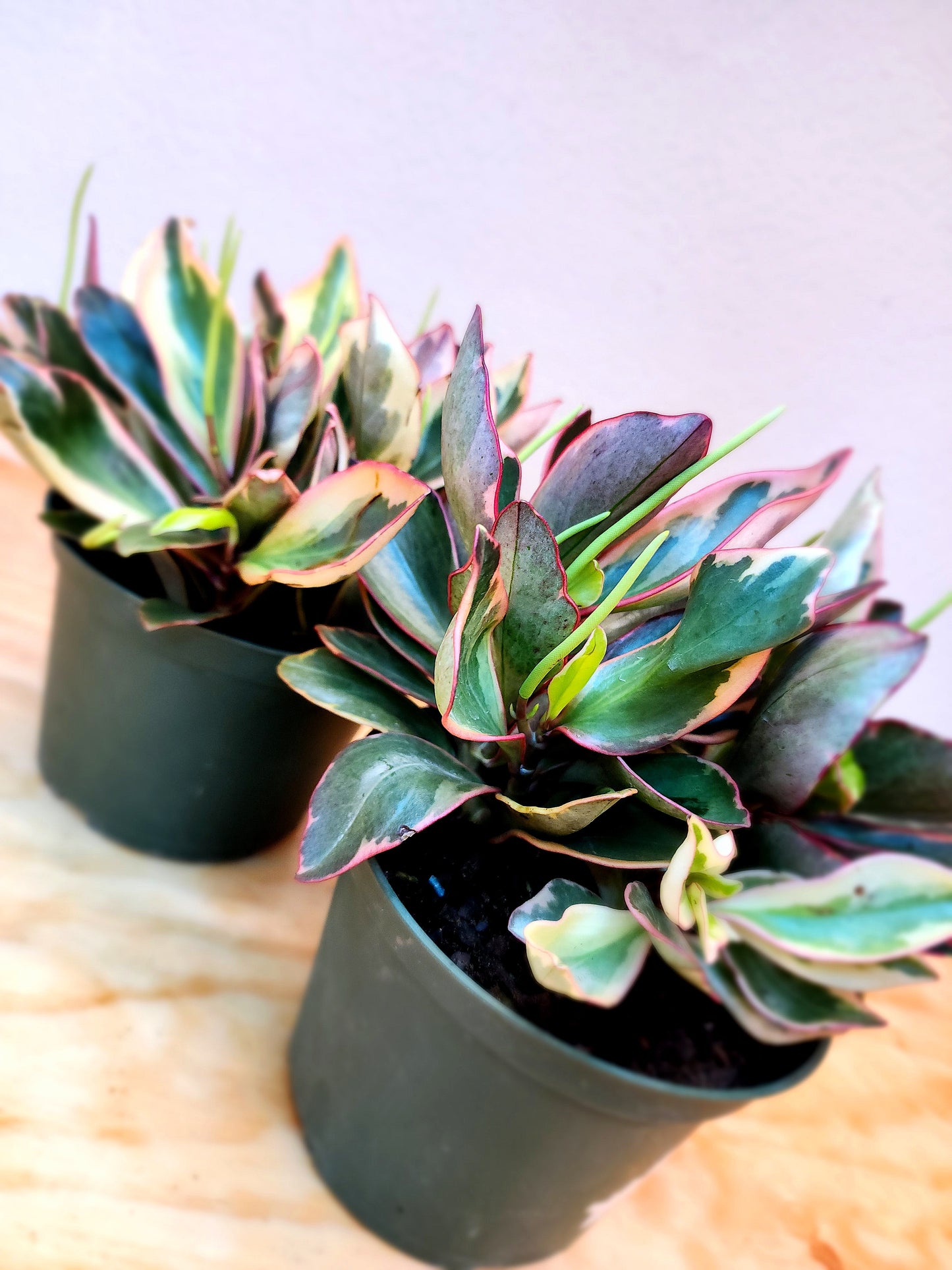 Peperomia Clusiifolia (Rainbow Ginny Peperomia)