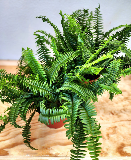 Nephrolepis Exaltata (Boston Fern)