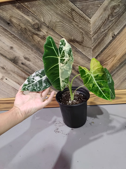Alocasia Micholitziana 'Frydek' Variegata (Variegated Alocasia Frydek)