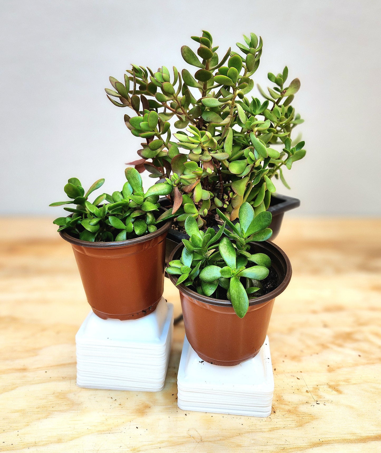 Crassula Ovata (Jade Plant)
