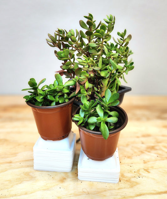 Crassula Ovata (Jade Plant)