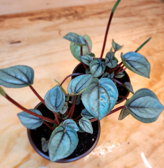 Peperomia Caperata- Napoli Nights