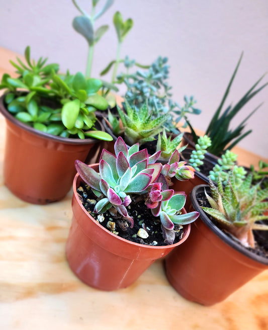 Assorted Succulents/Cacti